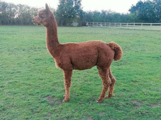 Preview of the first image of Various quality alpacas for sale..