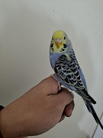 Image 12 of Young hand tamed baby budgies for sale