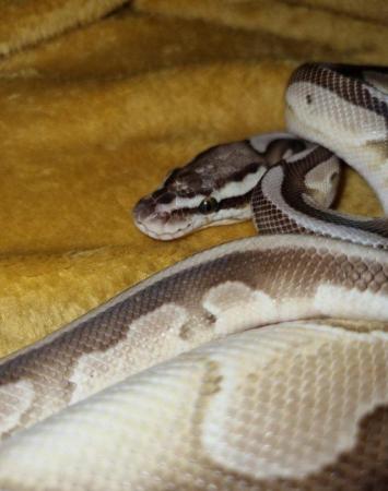 Image 4 of Female Butter ball python for sale