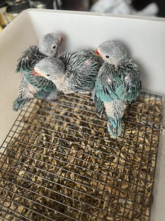 Image 2 of Hand reared Indian ringneck babies