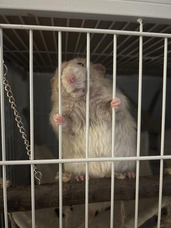 Image 3 of 4-5 month old rat for sale