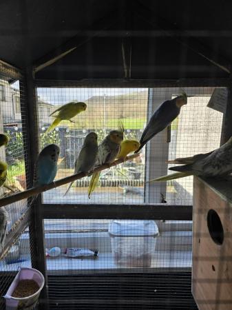 Image 3 of Cockatiels and budgies for sale