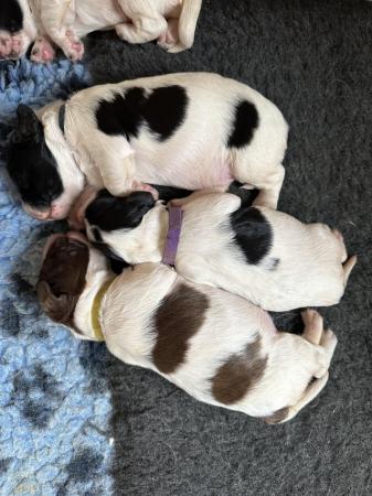 Image 9 of SPROCKER PUPPIES FOR SALE