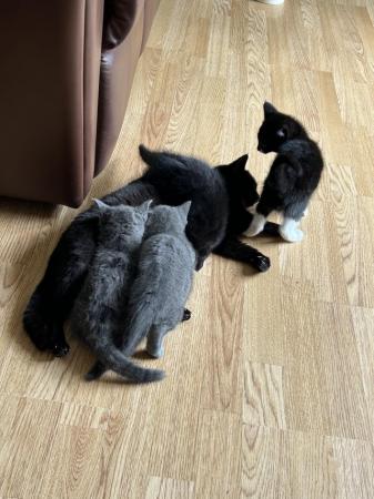 Image 3 of Kitten fluffy one black/white
