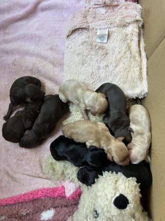 Image 2 of Cockapoo puppies for loving homes