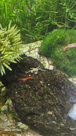 Image 21 of Red cherry shrimps all colours