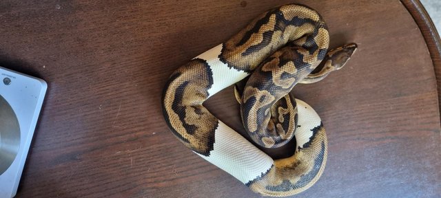 Image 26 of Full collection of ball pythons and racking