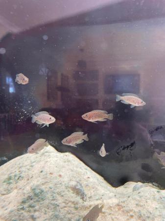 Image 1 of Neolamprologus multifasciatus Shell dwellers cichlids £2