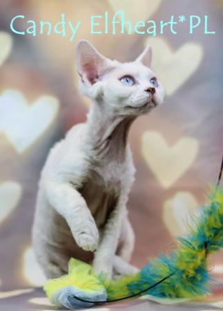 Image 13 of Devon Rex Candy boy for small home breeding