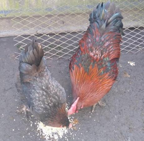 Image 2 of Large Breed Copper Black French Maran eggs