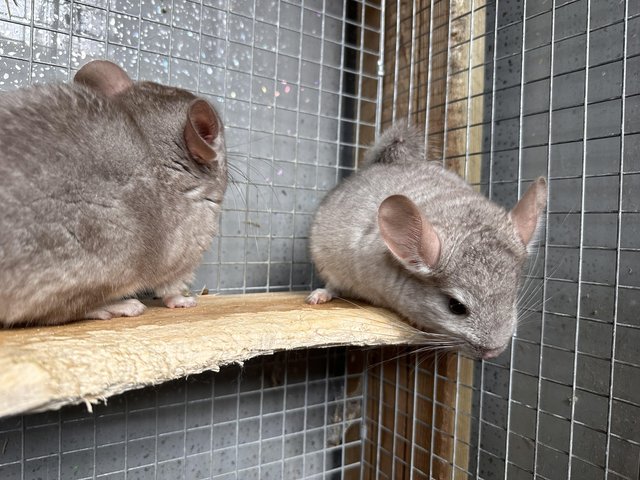 Preview of the first image of Chinchilla Kits - M&F - 10 Weeks Old.