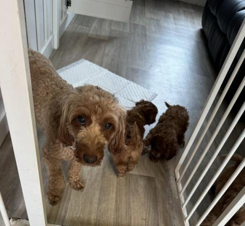 Image 6 of Cavapoo puppies ( parents Heath checked clear)