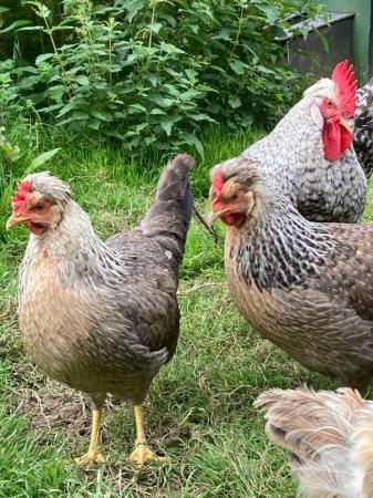 Image 1 of Cream legbar p.o.l. Pullets for sale.