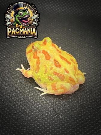 Image 3 of UK Bred Pacman Frogs- Now Ready