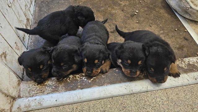 Image 5 of **READY NOW** Stunning Rottweiler Puppies