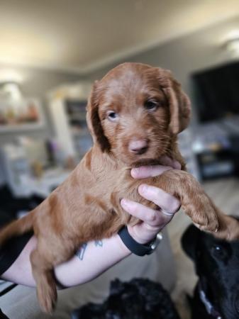 Image 6 of Lovely labradoodle puppies for sale