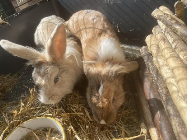 Image 3 of 2 Beautiful Rabbits. Mum and Daughter