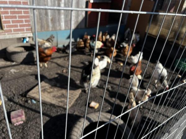 Image 1 of Mixed chicken for sale make and female