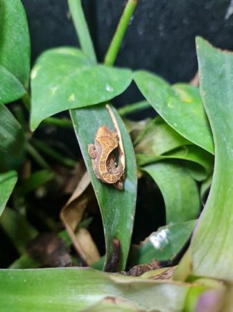 Image 6 of Crested Gecko Breeding Pair and Set Up