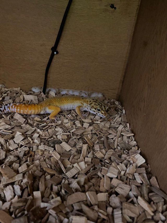 Preview of the first image of Leopard gecko, very pretty and  friendly.