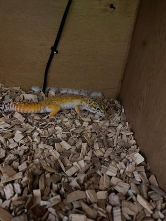 Image 1 of Leopard gecko, very pretty and  friendly