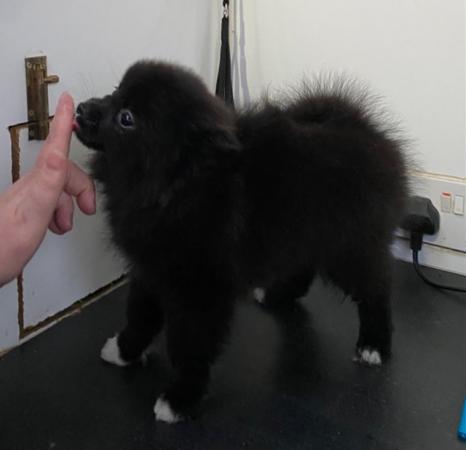 Image 5 of 12 week old Pomeranian Puppies. Royal Kennel Club Registered