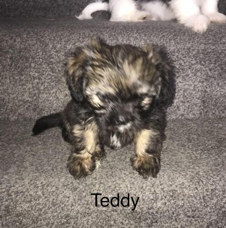 Image 1 of 2 beautiful male shih tzu left £500 ready now 9 week old