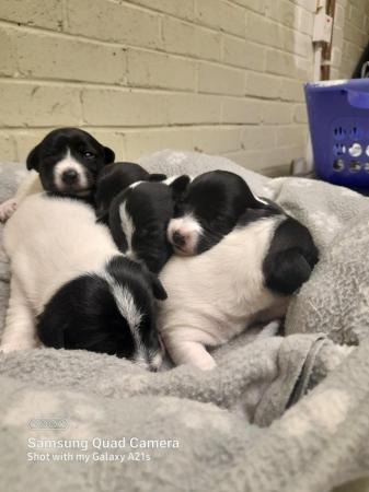 Image 4 of Beautiful black and white jack russell puppies