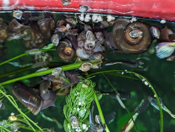 Image 1 of Ramshorn & bladder snails