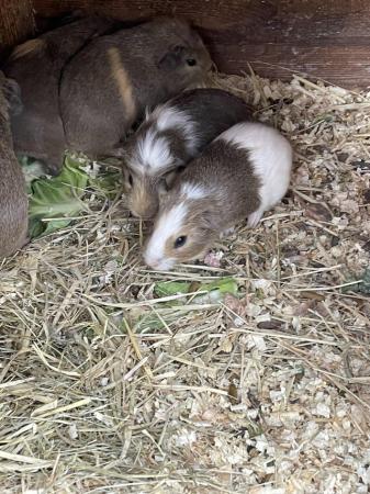 Image 1 of 7 week old guinea pigs 2girls 5 boys