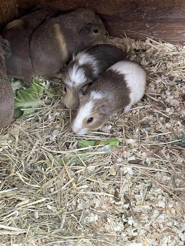 Preview of the first image of 7 week old guinea pigs 2girls 5 boys.