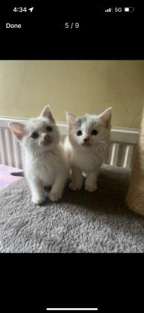 Image 6 of Beautiful white and grey farmhouse kittens