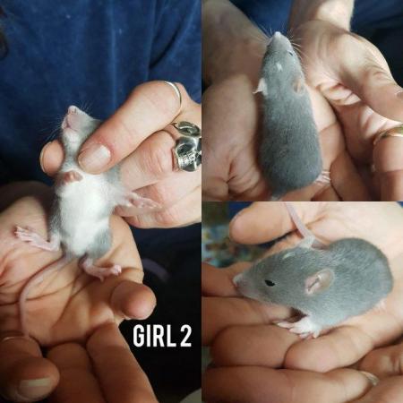 Image 2 of Baby rats girls and boys smooth coat top eared