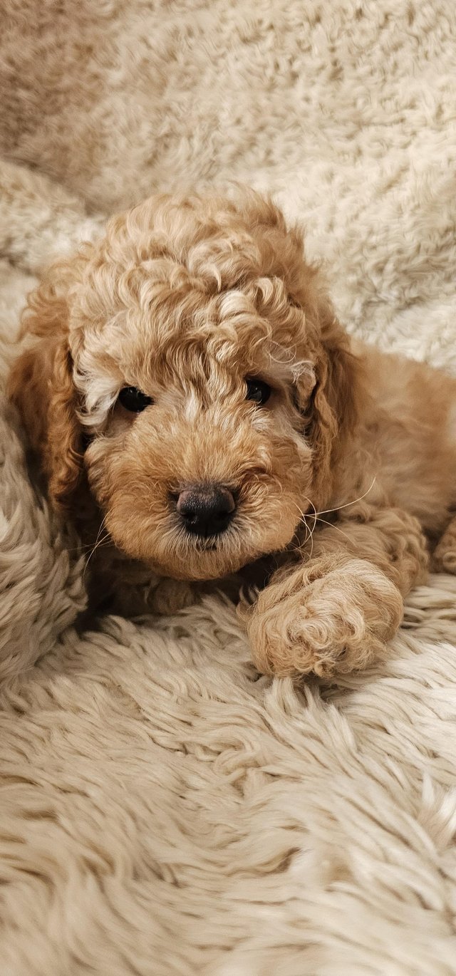 Preview of the first image of 1 x Miniature F3B Labradoodle Puppy Left.