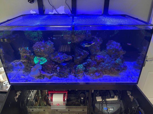 Preview of the first image of Red Sea Reefer 425XL complete setup and livestock.