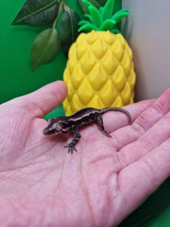 Image 1 of Gargoyle Gecko Hatchlings £60 Each