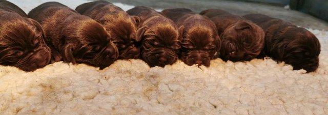 Image 6 of KC Chocolate Labrador puppies Ready Sept