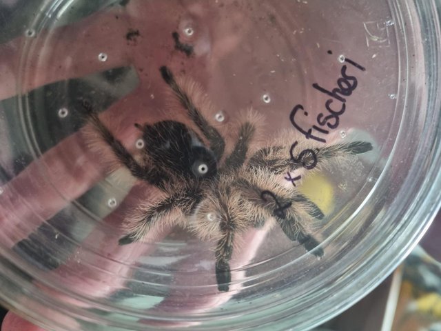 Preview of the first image of female tarantula for sale.
