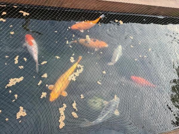 Image 1 of Seven large koi fish for sale