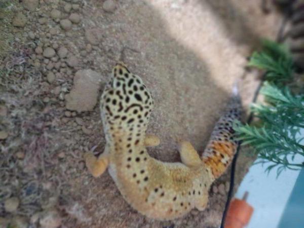 Image 3 of 4 year old male leopard gecko.