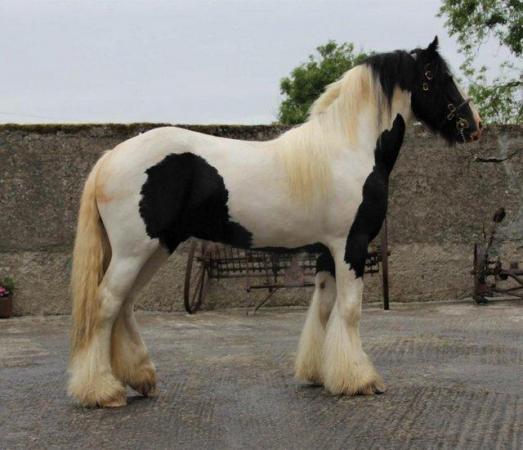 Image 6 of Black cob yearling colt by Elite Graded Irish Cob stallion