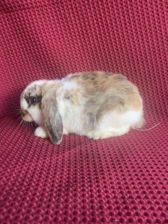 Image 3 of 4 X Mini Lop Does (Female)
