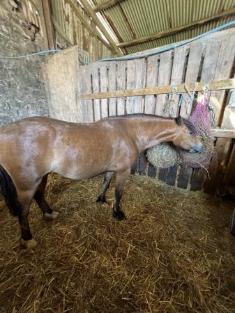 Image 7 of Welsh Sec C 3 yrs old filly Blank canvas