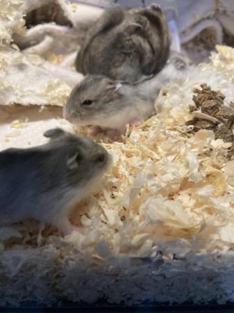 Image 3 of Baby dwarf Russian hamsters
