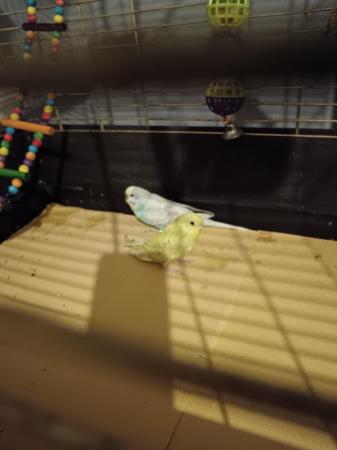 Image 3 of Budgies for sale 1 baby and breeding pair