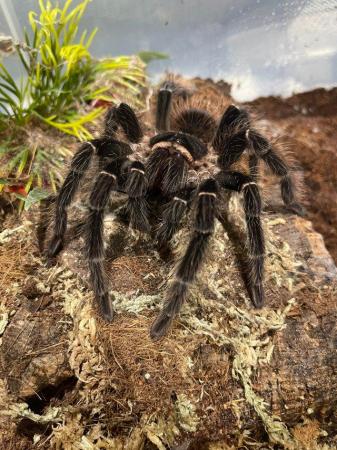 Image 5 of Various tarantula collection for sale