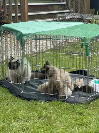 Image 9 of Pure Bred Ragdoll Kittens