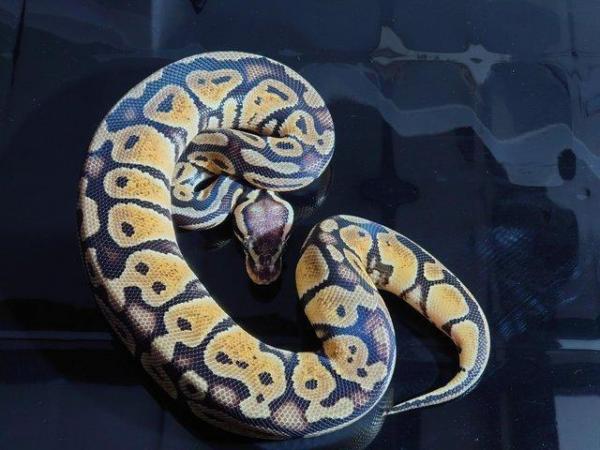 Image 3 of Royals python pastel yellow belly