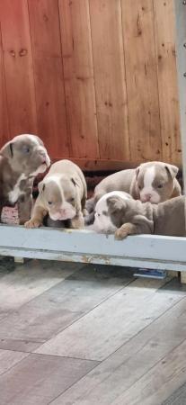 Image 3 of English bulldog puppies only 1 boy and 2 girls left