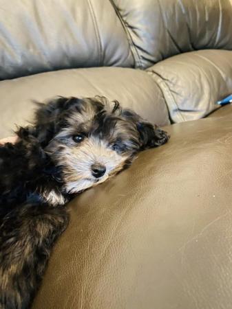 Image 5 of Stunning Maltipoo Boy is ready to go to a Loving Home